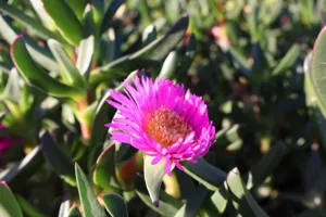 2025-06-21 Bartons Park - IMG_2514_compressed_q50.webp